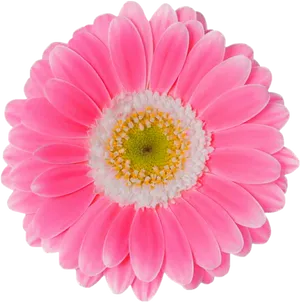 Vibrant Pink Gerbera Daisy Black Background PNG image