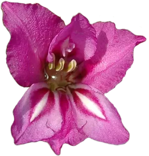 Vibrant Pink Gladiolus Flower PNG