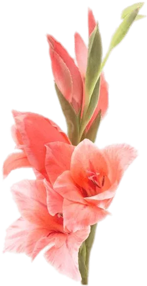 Vibrant Pink Gladiolus Flower.png PNG