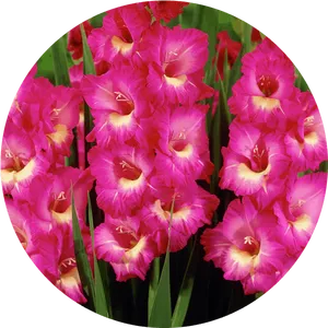 Vibrant Pink Gladiolus Flowers PNG