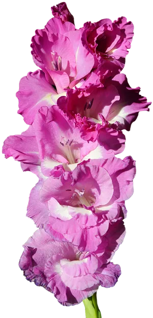 Vibrant Pink Gladiolus Flowers PNG image