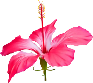 Vibrant_ Pink_ Hibiscus_ Flower PNG image