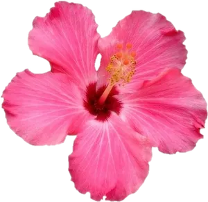 Vibrant_ Pink_ Hibiscus_ Flower.png PNG image