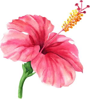 Vibrant Pink Hibiscus Watercolor