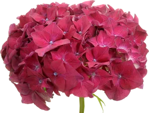 Vibrant Pink Hydrangea Bloom PNG image
