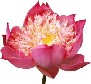 Vibrant Pink Lotus Flower PNG image