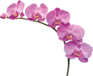 Vibrant Pink Orchid Bloom PNG