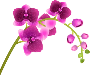 Vibrant Pink Orchid Blooms PNG image