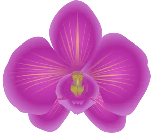 Vibrant_ Pink_ Orchid_ Illustration PNG