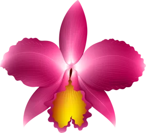 Vibrant Pink Orchid Illustration PNG