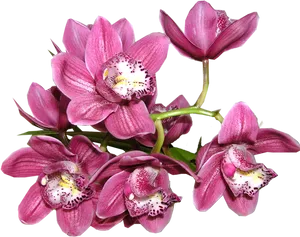 Vibrant Pink Orchids Transparent Background PNG
