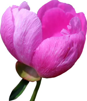 Vibrant Pink Peony Bloom