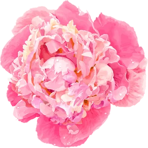 Vibrant Pink Peony Flower PNG