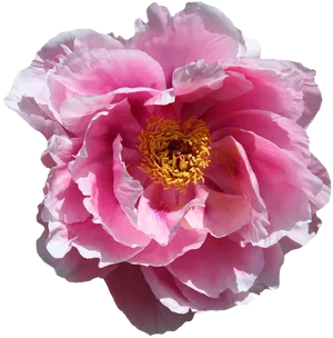 Vibrant Pink Peony Flower
