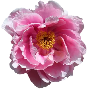 Vibrant Pink Peony Flower