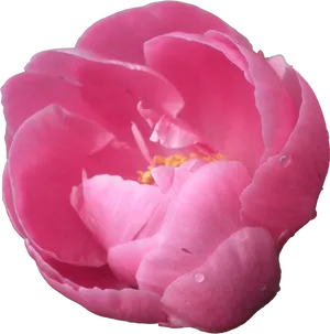 Vibrant Pink Peony Flower PNG