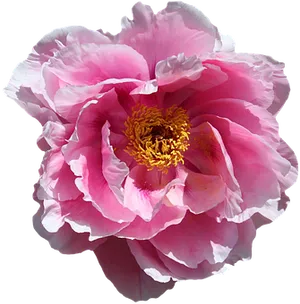 Vibrant Pink Peony Flower