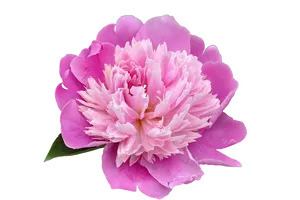 Vibrant Pink Peony Flower