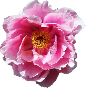 Vibrant Pink Peony Flower PNG
