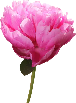 Vibrant Pink Peony Flower PNG