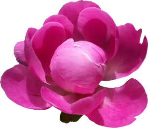Vibrant Pink Peony Flower PNG