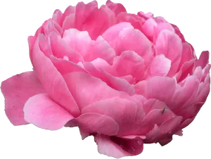 Vibrant Pink Peony Flower PNG image