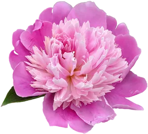 Vibrant Pink Peony Flower