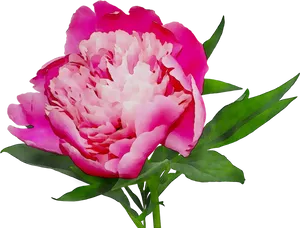 Vibrant Pink Peony Flower PNG image