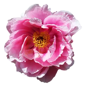 Vibrant Pink Peony Flower