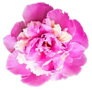 Vibrant Pink Peony Flower.png PNG