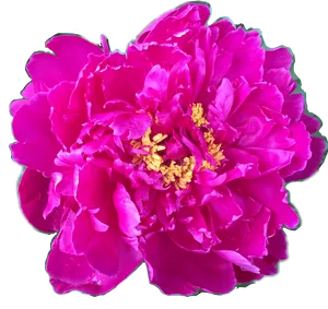 Vibrant Pink Peony Flower.png PNG