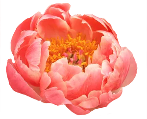 Vibrant Pink Peony Flower PNG image