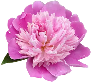 Vibrant Pink Peony Flower PNG