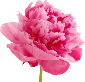 Vibrant Pink Peony Flower PNG