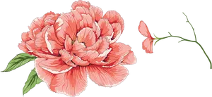 Vibrant Pink Peony Illustration