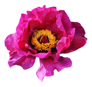Vibrant Pink Peonywith Bee