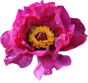 Vibrant Pink Peonywith Bee.jpg
