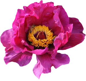 Vibrant Pink Peonywith Bee.jpg PNG image