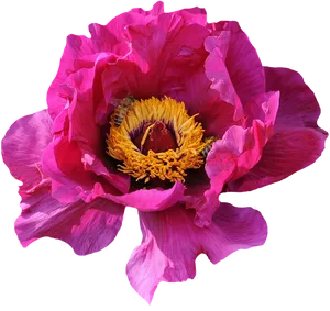 Vibrant Pink Peonywith Bee PNG image