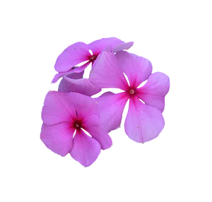 Vibrant_ Pink_ Periwinkle_ Flowers