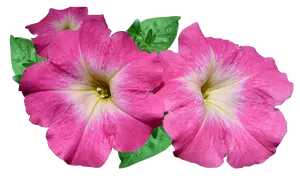 Vibrant Pink Petunia Flowers