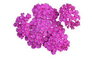 Vibrant Pink Phlox Flowers