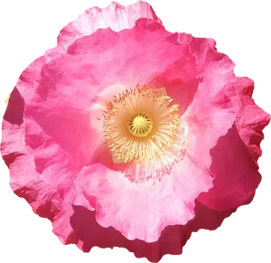 Vibrant Pink Poppy Flower