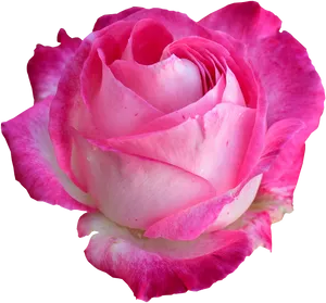 Vibrant Pink Rose Black Background