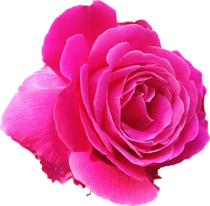Vibrant Pink Rose Black Background
