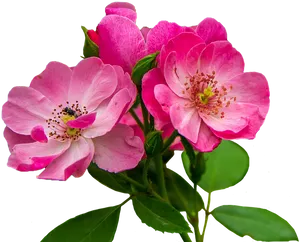 Vibrant Pink Rose Blooms PNG image