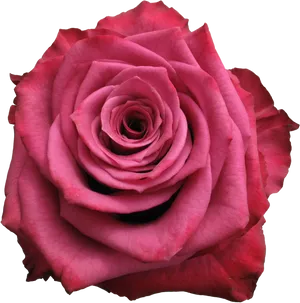 Vibrant_ Pink_ Rose_ Closeup.jpg PNG image