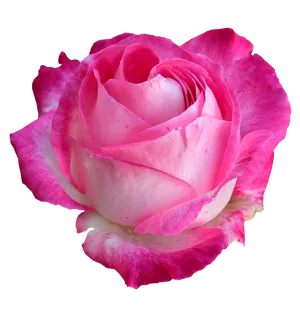 Vibrant Pink Rose Isolated.png