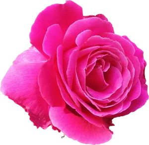 Vibrant Pink Rose Isolated.png