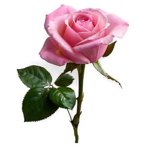 Vibrant Pink Rose PNG 75